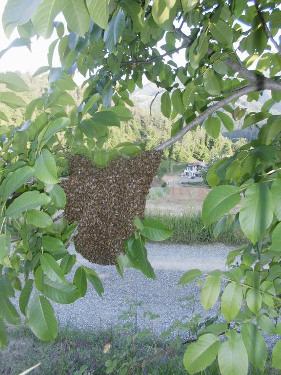 Agriturismo Bio-Ecologico Sant'Isidoro Roccaforte Mondovì Εξωτερικό φωτογραφία